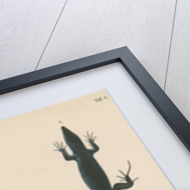 Blue lizard of Capri by J G Bach