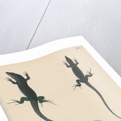 Blue lizard of Capri by J G Bach