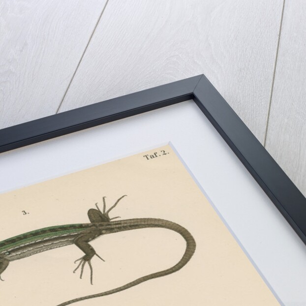 Italian wall lizard by J G Bach