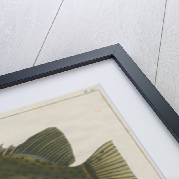 Spotted scat by F de Bakker