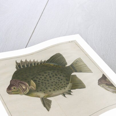 Spotted scat by F de Bakker