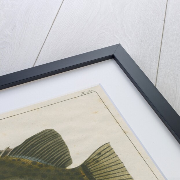 Spotted scat by F de Bakker