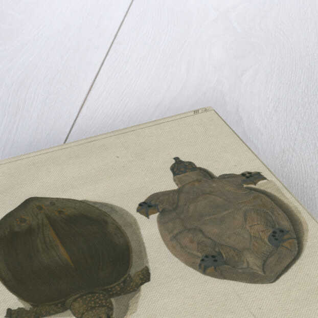 Asiatic softshell turtle by F de Bakker