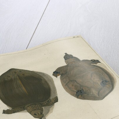 Asiatic softshell turtle by F de Bakker