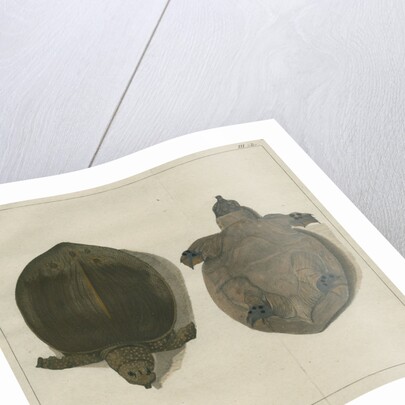 Asiatic softshell turtle by F de Bakker