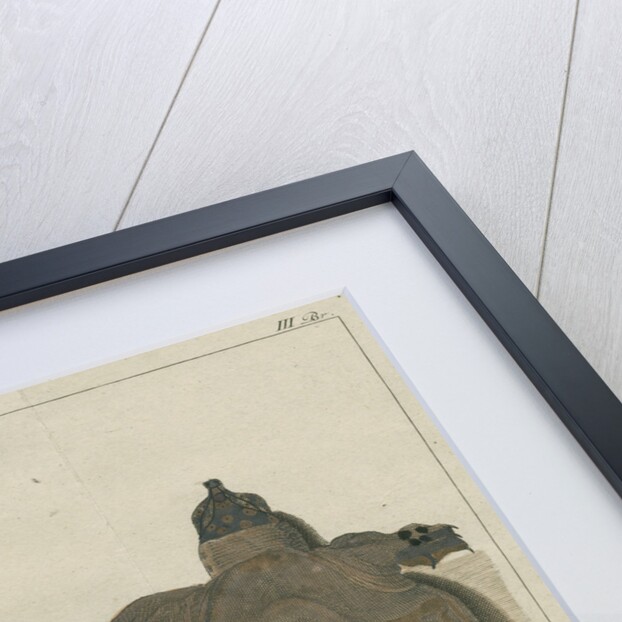 Asiatic softshell turtle by F de Bakker