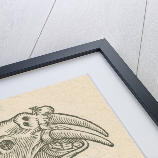 'Figure d'un Elephant de Mer' by Anonymous