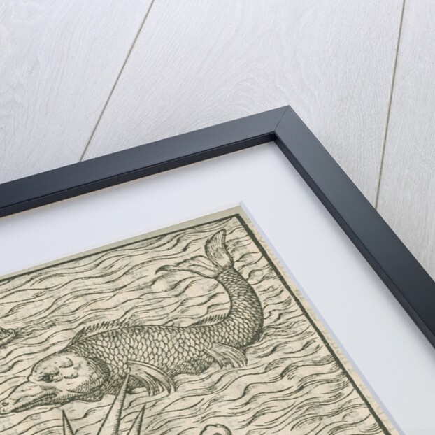 'Figure du Poission nomme Caspilly' by Anonymous