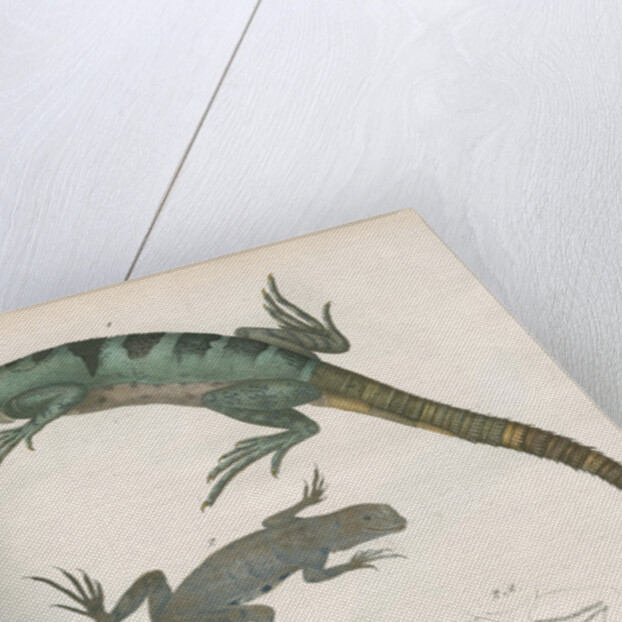 Two lizards of North America by Franke