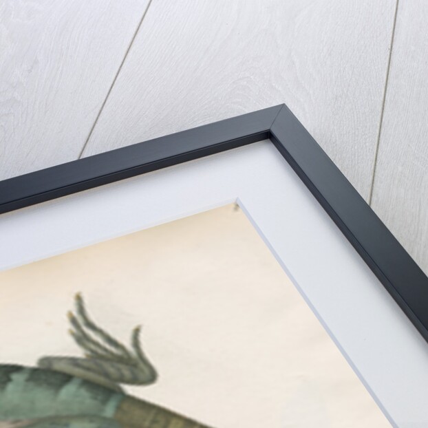 Two lizards of North America by Franke