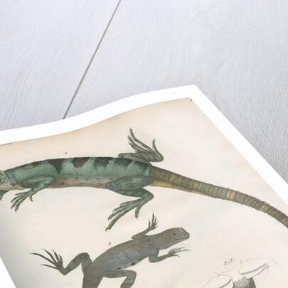 Two lizards of North America by Franke