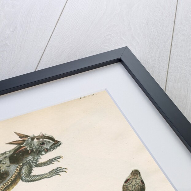 Two lizards of North America by Franke
