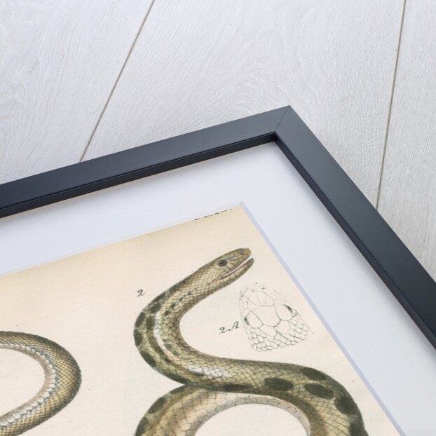 Three snakes of North America by Franke