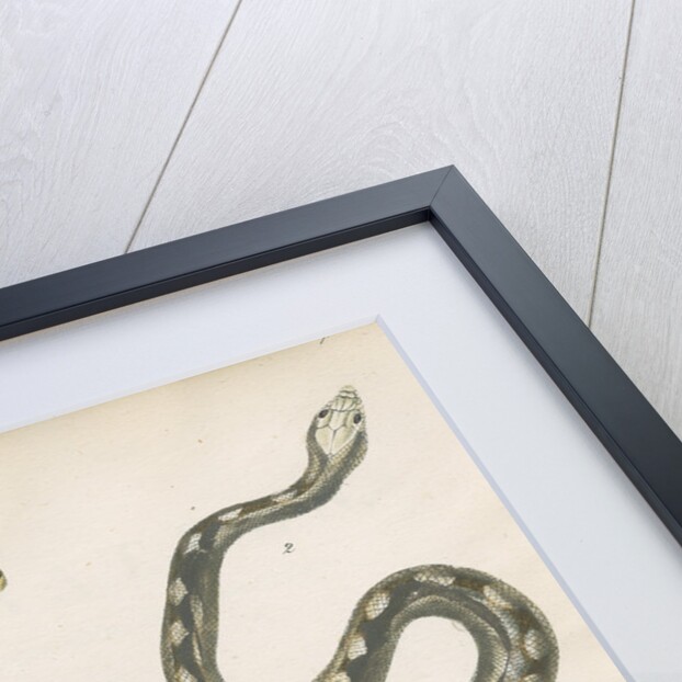 Two snakes of North America by Franke