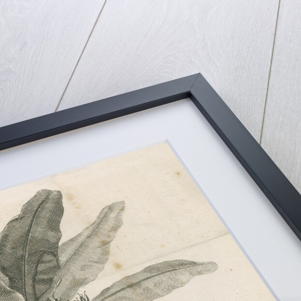 Clifford's banana plant by Anonymous