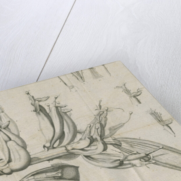 'Musa Cliffortiana' [Clifford's banana plant] by Anonymous