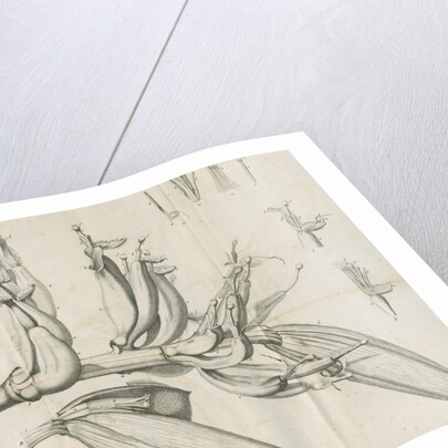 'Musa Cliffortiana' [Clifford's banana plant] by Anonymous