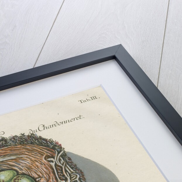 Nests of the Goldfinch and the Robin by Adam Ludwig Wirsing