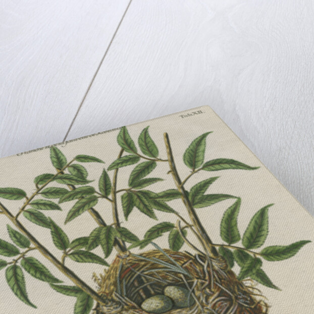 Nest of the Reed warbler by Adam Ludwig Wirsing