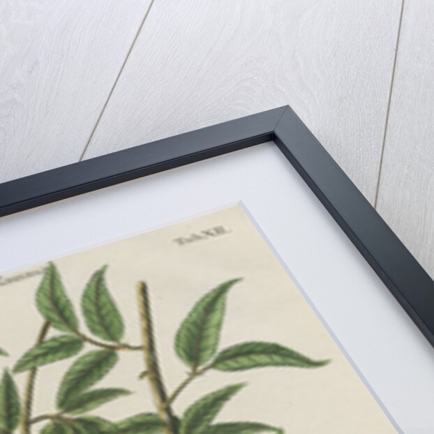 Nest of the Reed warbler by Adam Ludwig Wirsing