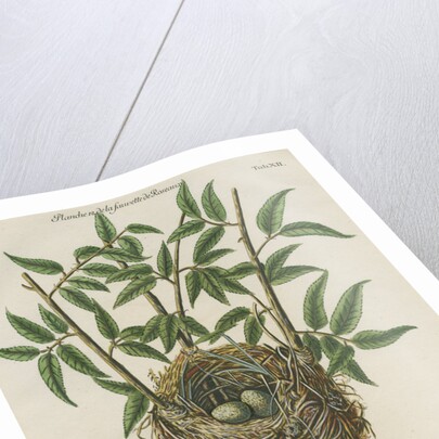 Nest of the Reed warbler by Adam Ludwig Wirsing