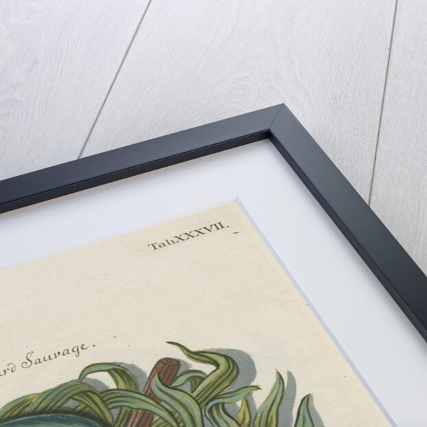 Nest of the Mallard by Adam Ludwig Wirsing