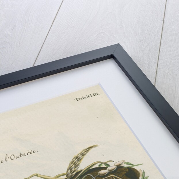 Nest of the Great bustard by Adam Ludwig Wirsing