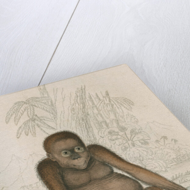 'Pithecus satyrus' [Orangutan] by William Home Lizars