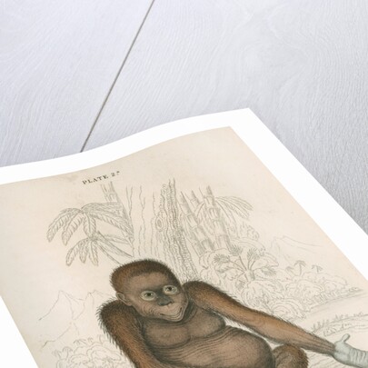 'Pithecus satyrus' [Orangutan] by William Home Lizars