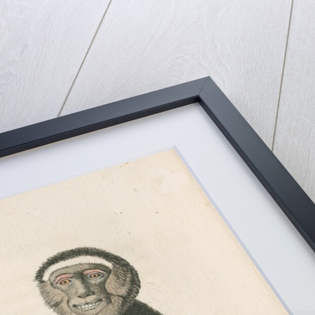 'Hylobates hoolock' [Hoolock gibbon] by William Home Lizars