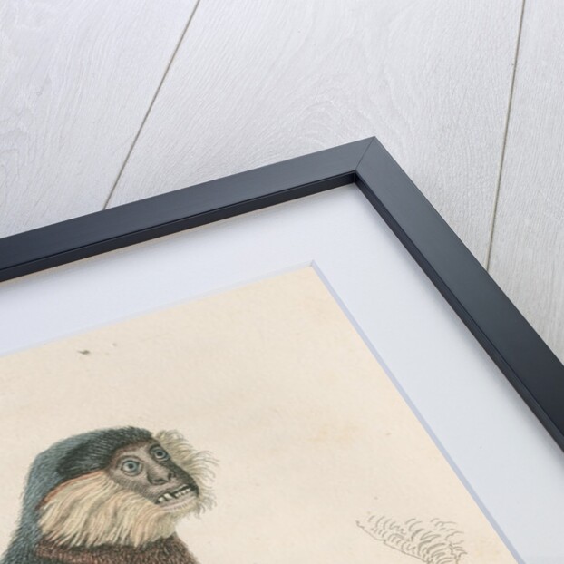 'Lasiopyga nemea' [Douc monkey] by William Home Lizars