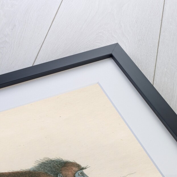 'Semnopithecus melalophas' [Mitred leaf monkey] by William Home Lizars