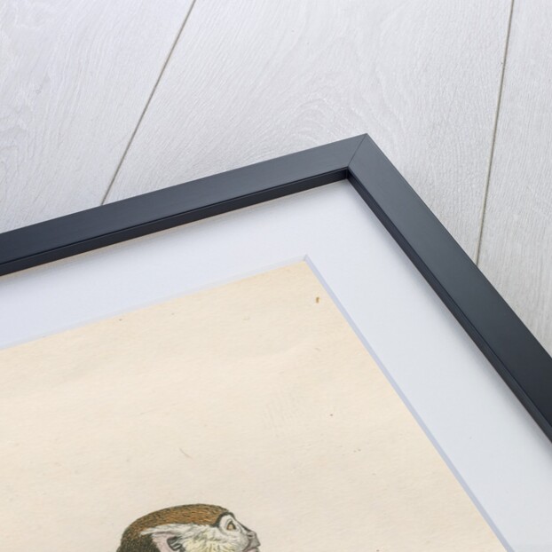 'Cercopithecus ruber' [Red monkey] by William Home Lizars