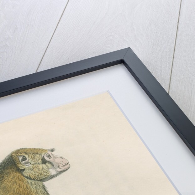 'Inuus sylvanus' [Barbary macaque] by William Home Lizars