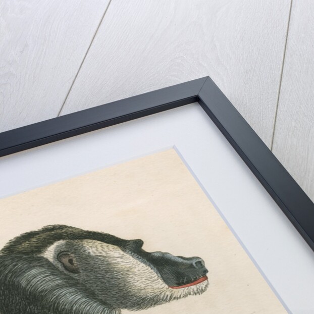 'Papio leucophaeus' [Drill] by William Home Lizars