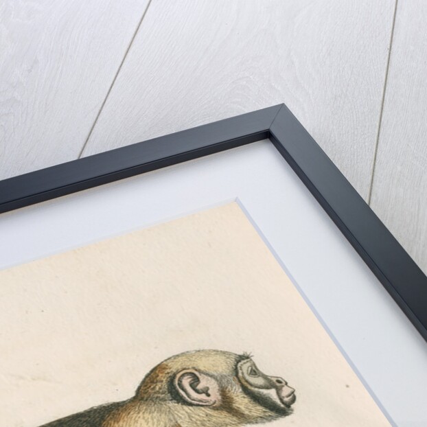 'Cebus monachus' [Large headed capuchin] by William Home Lizars