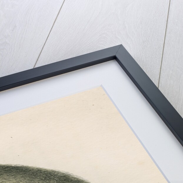 'Callithrix sciureus' [Common squirrel monkey] by William Home Lizars