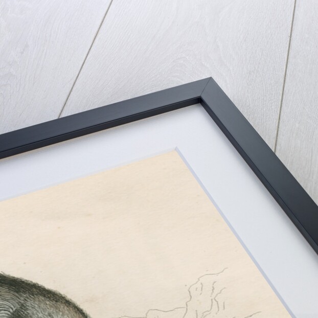 'Aotes trivirgatus' [Three-striped night monkey] by William Home Lizars