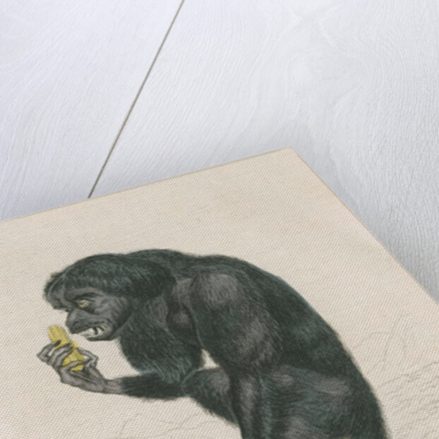 'Pithecia satanas' [Black bearded saki] by William Home Lizars