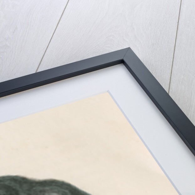 'Pithecia satanas' [Black bearded saki] by William Home Lizars