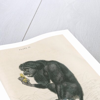 'Pithecia satanas' [Black bearded saki] by William Home Lizars