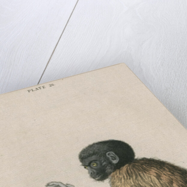 'Pithecia melanocephala' [Golden-backed uakari] by William Home Lizars