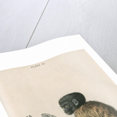 'Pithecia melanocephala' [Golden-backed uakari] by William Home Lizars