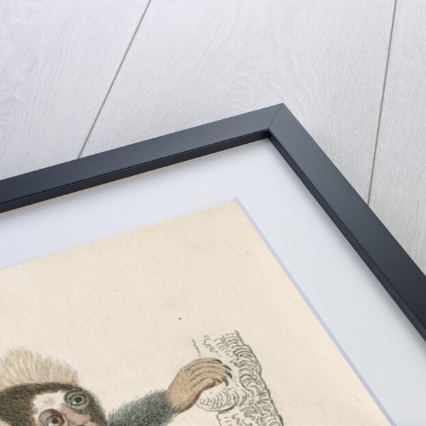 'Hapales jacchus' [Common marmoset] by William Home Lizars