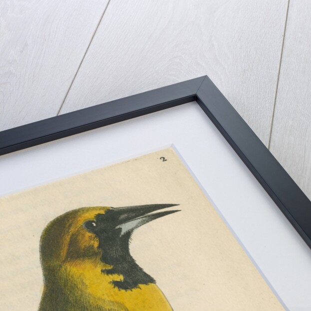 'White-shouldered banana oriole' [Oriole blackbird] by Richard Polydore Nodder