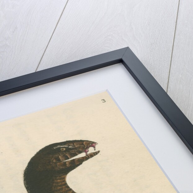 'Brown's acanthophis' [Common death adder] by Richard Polydore Nodder