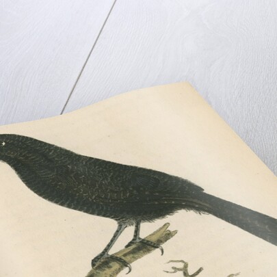 'Lineated shrike' [Fasciated antshrike] by Richard Polydore Nodder