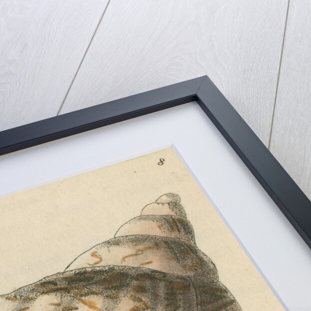'Slightly-knotted volule' by Richard Polydore Nodder