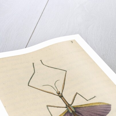 'Violet-winged phasma' [Spur-legged stick insect] by Richard Polydore Nodder