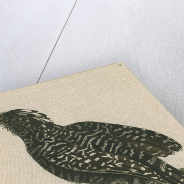 'Pied shrike' [Barred antshrike] by Richard Polydore Nodder